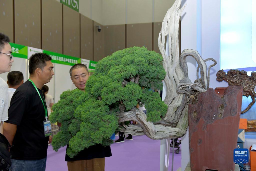 赢红包提现的游戏
